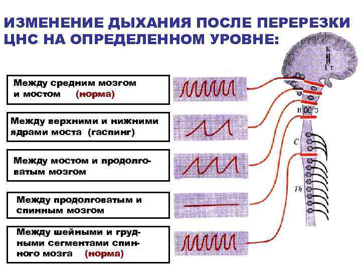 ИЗМЕНЕНИЕ ДЫХАНИЯ ПОСЛЕ ПЕРЕРЕЗКИ ЦНС НА ОПРЕДЕЛЕННОМ УРОВНЕ: Между средним мозгом и мостом (норма)