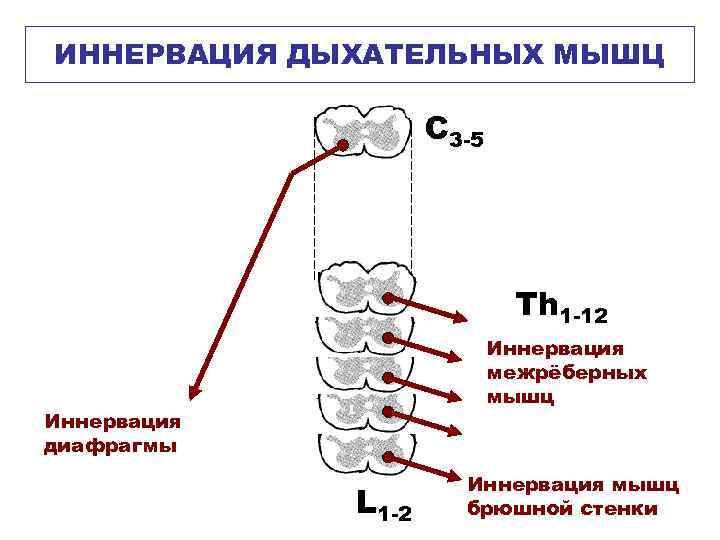 ИННЕРВАЦИЯ ДЫХАТЕЛЬНЫХ МЫШЦ С 3 -5 Th 1 -12 Иннервация межрёберных мышц Иннервация диафрагмы