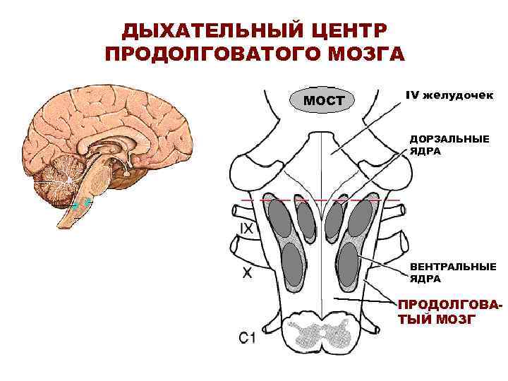 Ядра продолговатого мозга схема