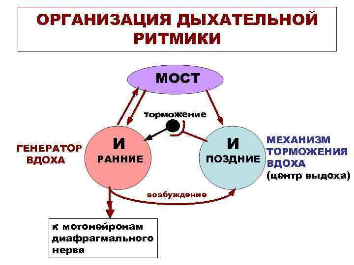 Организация дыхание. Организация дыхательной ритмики. Регуляция дыхания. Регуляция внешнего дыхания. Механизм генерации вдоха.