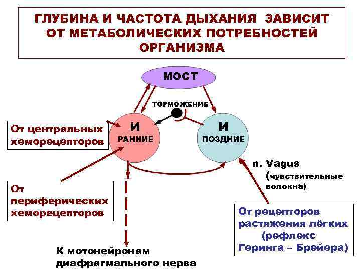 ГЛУБИНА И ЧАСТОТА ДЫХАНИЯ ЗАВИСИТ ОТ МЕТАБОЛИЧЕСКИХ ПОТРЕБНОСТЕЙ ОРГАНИЗМА От центральных хеморецепторов От периферических