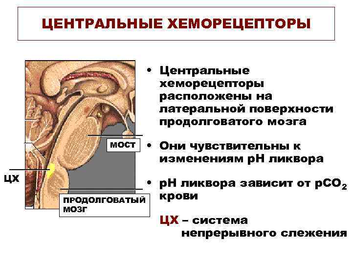 ЦЕНТРАЛЬНЫЕ ХЕМОРЕЦЕПТОРЫ • Центральные хеморецепторы расположены на латеральной поверхности продолговатого мозга МОСТ ЦХ •
