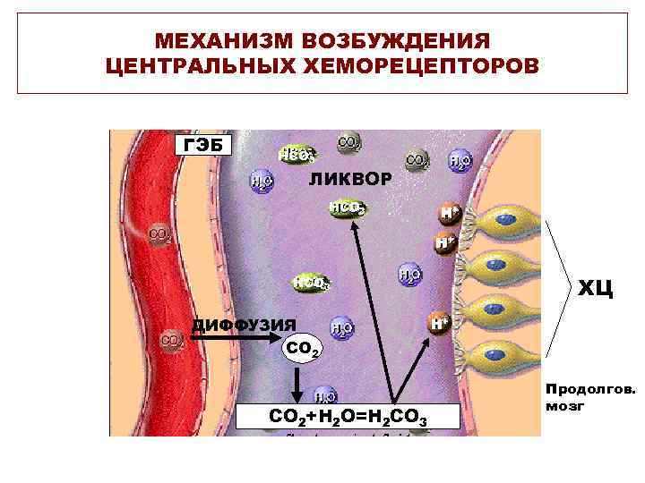 МЕХАНИЗМ ВОЗБУЖДЕНИЯ ЦЕНТРАЛЬНЫХ ХЕМОРЕЦЕПТОРОВ ГЭБ НСО 3 - ЛИКВОР НСО 3 - Н+ Н+