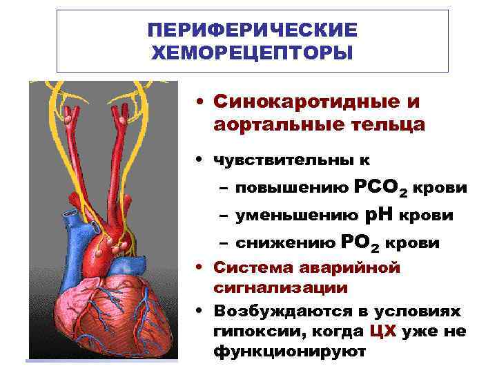 ПЕРИФЕРИЧЕСКИЕ ХЕМОРЕЦЕПТОРЫ • Синокаротидные и аортальные тельца • чувствительны к – повышению РСО 2