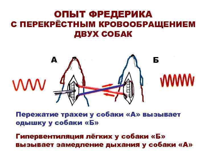 ОПЫТ ФРЕДЕРИКА С ПЕРЕКРЁСТНЫМ КРОВООБРАЩЕНИЕМ ДВУХ СОБАК А Б Пережатие трахеи у собаки «А»