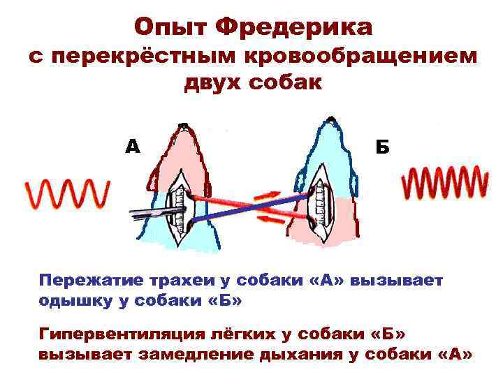 Опыт Фредерика с перекрёстным кровообращением двух собак А Б Пережатие трахеи у собаки «А»