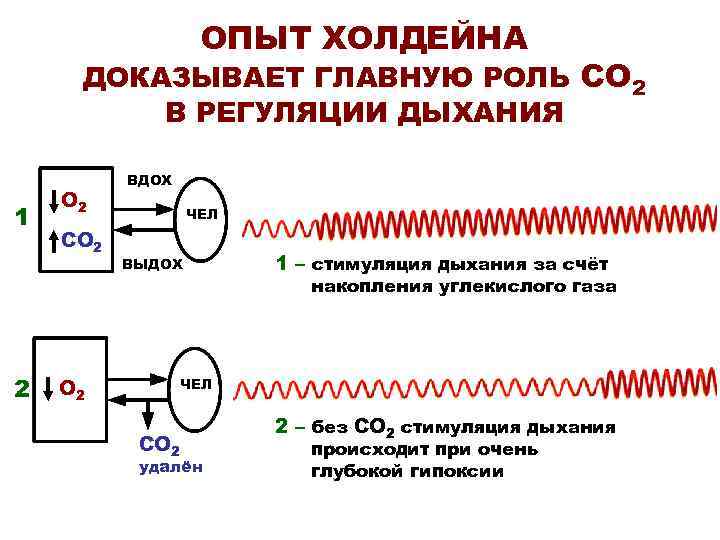 ОПЫТ ХОЛДЕЙНА ДОКАЗЫВАЕТ ГЛАВНУЮ РОЛЬ СО 2 В РЕГУЛЯЦИИ ДЫХАНИЯ 1 2 О 2