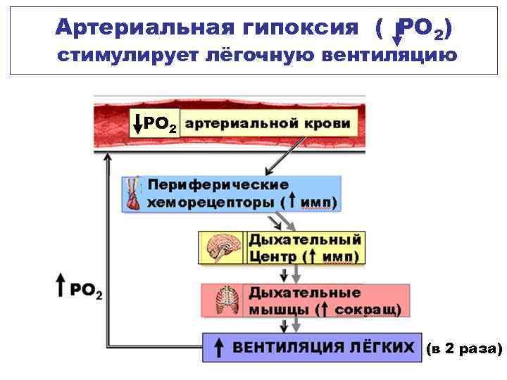 Артериальная гипоксия ( РО 2) стимулирует лёгочную вентиляцию РО 2 (в 2 раза) 