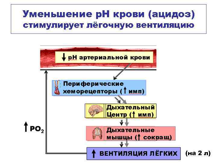 Уменьшение р. Н крови (ацидоз) стимулирует лёгочную вентиляцию (на 2 л) 