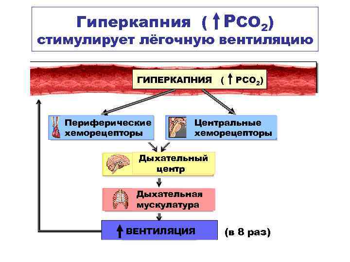 Гиперкапния ( РСО 2) стимулирует лёгочную вентиляцию ГИПЕРКАПНИЯ ( Периферические хеморецепторы РСО 2) Центральные