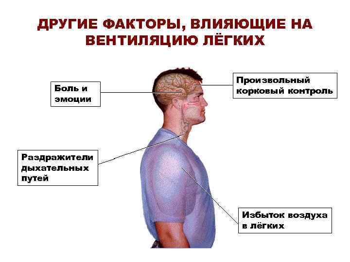 ДРУГИЕ ФАКТОРЫ, ВЛИЯЮЩИЕ НА ВЕНТИЛЯЦИЮ ЛЁГКИХ Боль и эмоции Произвольный корковый контроль Раздражители дыхательных