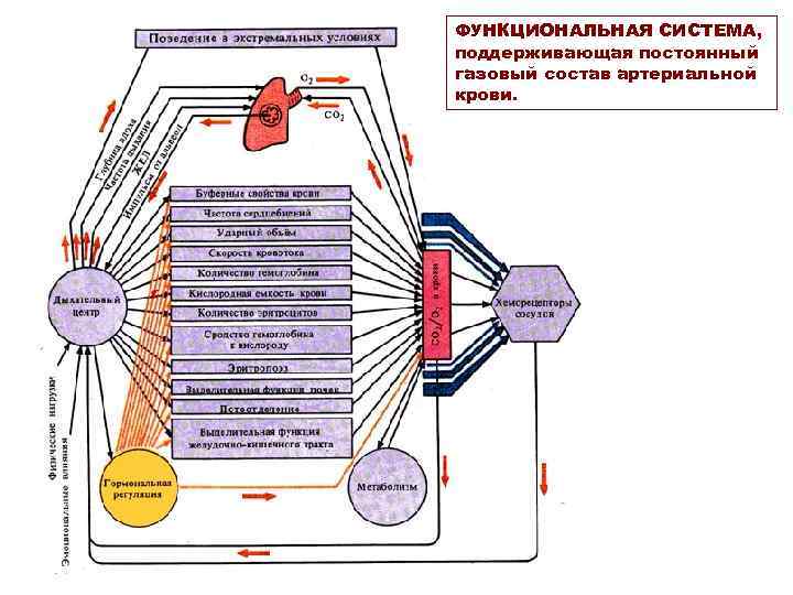 ФУНКЦИОНАЛЬНАЯ СИСТЕМА, поддерживающая постоянный газовый состав артериальной крови. 