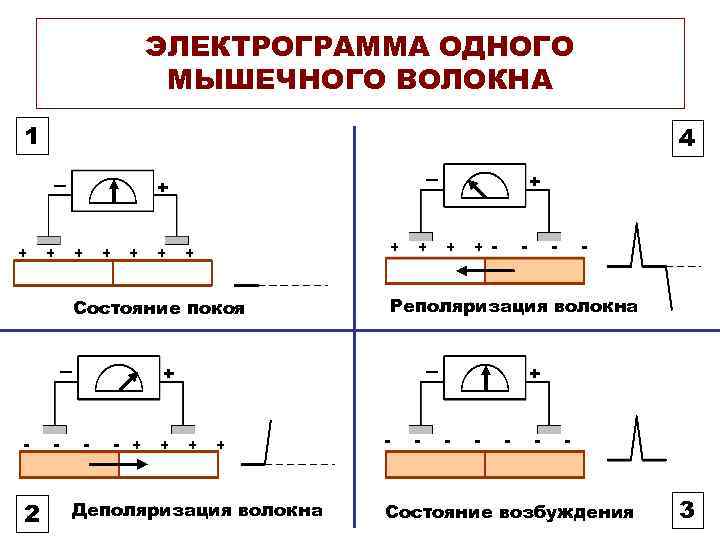 ЭЛЕКТРОГРАММА ОДНОГО МЫШЕЧНОГО ВОЛОКНА 1 4 + + + + + Состояние покоя +