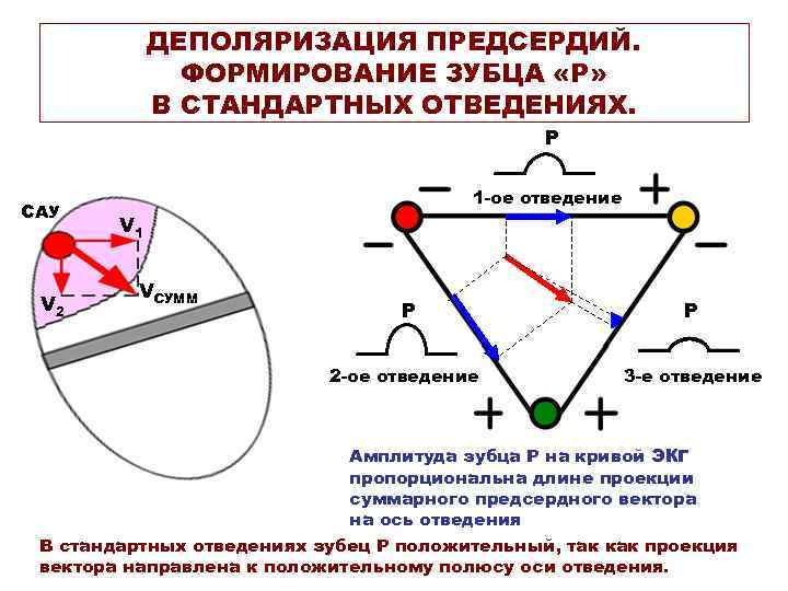 ДЕПОЛЯРИЗАЦИЯ ПРЕДСЕРДИЙ. ФОРМИРОВАНИЕ ЗУБЦА «Р» В СТАНДАРТНЫХ ОТВЕДЕНИЯХ. Р САУ V 2 1 -ое