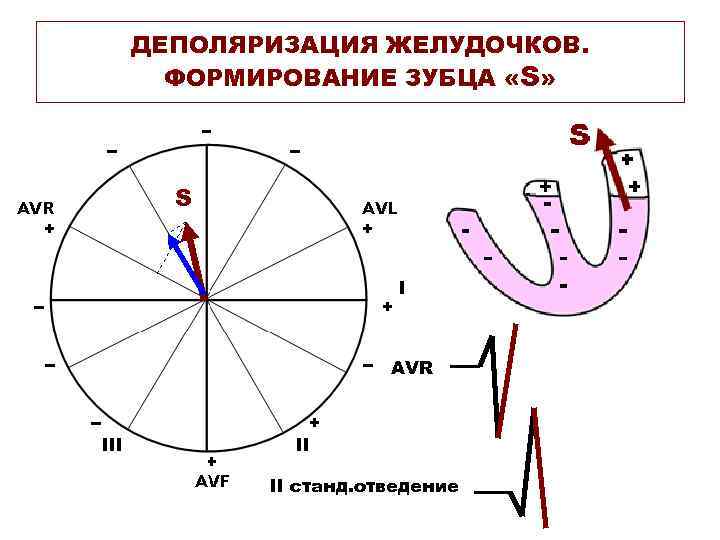 ДЕПОЛЯРИЗАЦИЯ ЖЕЛУДОЧКОВ. ФОРМИРОВАНИЕ ЗУБЦА «S» S AVR II станд. отведение 