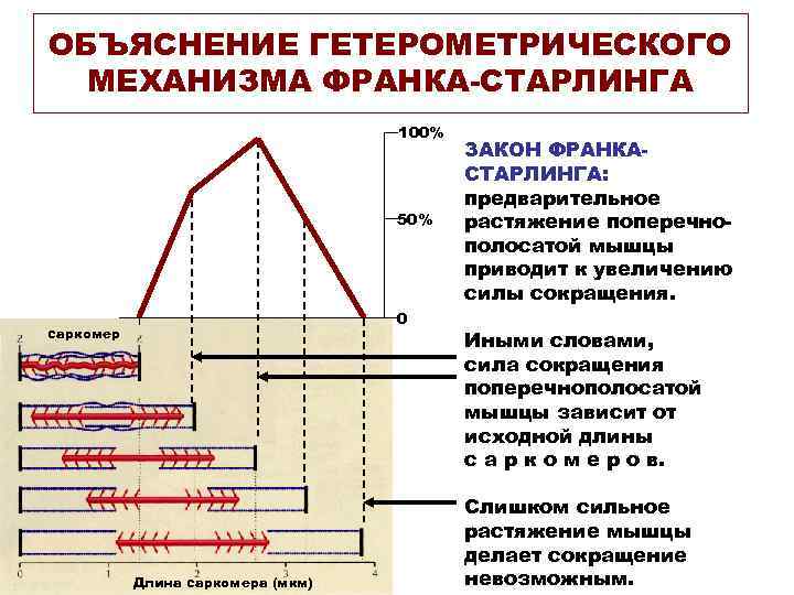 ОБЪЯСНЕНИЕ ГЕТЕРОМЕТРИЧЕСКОГО МЕХАНИЗМА ФРАНКА-СТАРЛИНГА 100% ЗАКОН ФРАНКА- СТАРЛИНГА: предварительное 50% растяжение поперечно- полосатой мышцы