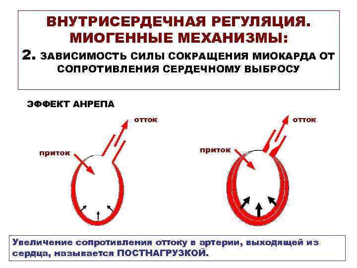  ВНУТРИСЕРДЕЧНАЯ РЕГУЛЯЦИЯ. МИОГЕННЫЕ МЕХАНИЗМЫ: 2. ЗАВИСИМОСТЬ СИЛЫ СОКРАЩЕНИЯ МИОКАРДА ОТ СОПРОТИВЛЕНИЯ СЕРДЕЧНОМУ ВЫБРОСУ