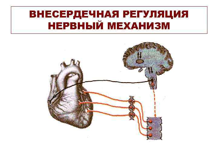 ВНЕСЕРДЕЧНАЯ РЕГУЛЯЦИЯ НЕРВНЫЙ МЕХАНИЗМ 