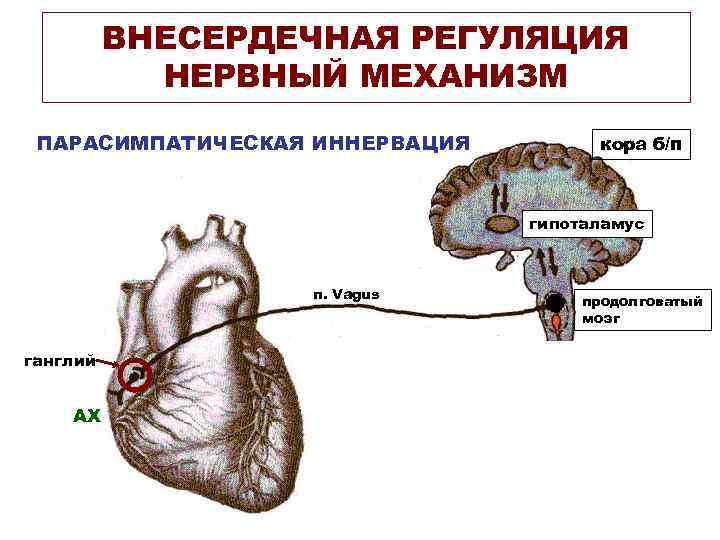  ВНЕСЕРДЕЧНАЯ РЕГУЛЯЦИЯ НЕРВНЫЙ МЕХАНИЗМ ПАРАСИМПАТИЧЕСКАЯ ИННЕРВАЦИЯ кора б/п гипоталамус n. Vagus продолговатый мозг