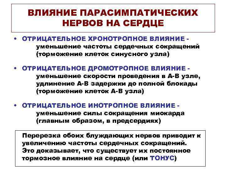  ВЛИЯНИЕ ПАРАСИМПАТИЧЕСКИХ НЕРВОВ НА СЕРДЦЕ • ОТРИЦАТЕЛЬНОЕ ХРОНОТРОПНОЕ ВЛИЯНИЕ - уменьшение частоты сердечных