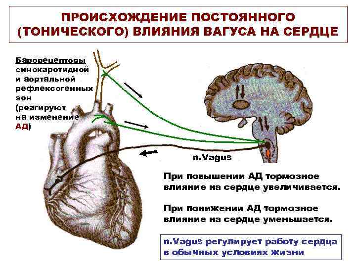  ПРОИСХОЖДЕНИЕ ПОСТОЯННОГО (ТОНИЧЕСКОГО) ВЛИЯНИЯ ВАГУСА НА СЕРДЦЕ Барорецепторы синокаротидной и аортальной рефлексогенных зон