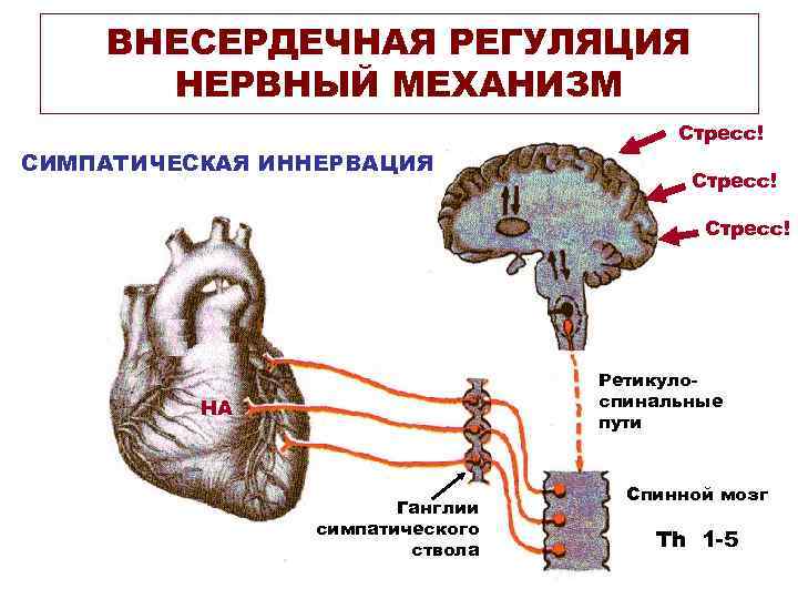  ВНЕСЕРДЕЧНАЯ РЕГУЛЯЦИЯ НЕРВНЫЙ МЕХАНИЗМ Стресс! СИМПАТИЧЕСКАЯ ИННЕРВАЦИЯ Стресс! Ретикуло- НА спинальные пути Спинной