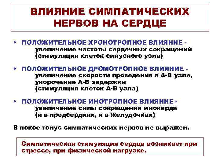  ВЛИЯНИЕ СИМПАТИЧЕСКИХ НЕРВОВ НА СЕРДЦЕ • ПОЛОЖИТЕЛЬНОЕ ХРОНОТРОПНОЕ ВЛИЯНИЕ - увеличение частоты сердечных