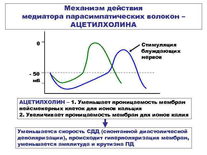  Механизм действия медиатора парасимпатических волокон – АЦЕТИЛХОЛИНА 0 Стимуляция блуждающих нервов - 50