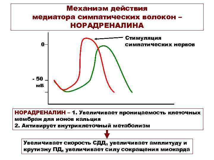  Механизм действия медиатора симпатических волокон – НОРАДРЕНАЛИНА Стимуляция 0 симпатических нервов - 50