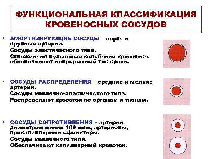 ФУНКЦИОНАЛЬНАЯ КЛАССИФИКАЦИЯ КРОВЕНОСНЫХ СОСУДОВ • АМОРТИЗИРУЮЩИЕ СОСУДЫ – аорта и крупные артерии. Сосуды эластического