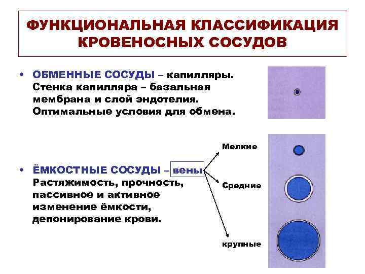 ФУНКЦИОНАЛЬНАЯ КЛАССИФИКАЦИЯ КРОВЕНОСНЫХ СОСУДОВ • ОБМЕННЫЕ СОСУДЫ – капилляры. Стенка капилляра – базальная мембрана