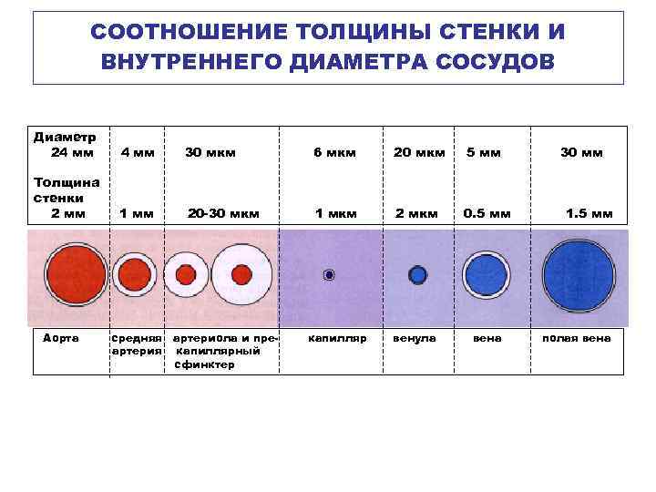 СООТНОШЕНИЕ ТОЛЩИНЫ СТЕНКИ И ВНУТРЕННЕГО ДИАМЕТРА СОСУДОВ Диаметр 24 мм 30 мкм 6 мкм