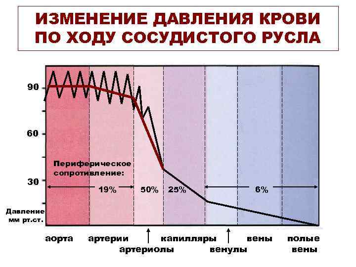 ИЗМЕНЕНИЕ ДАВЛЕНИЯ КРОВИ ПО ХОДУ СОСУДИСТОГО РУСЛА 90 60 30 Периферическое сопротивление: 19% 50%