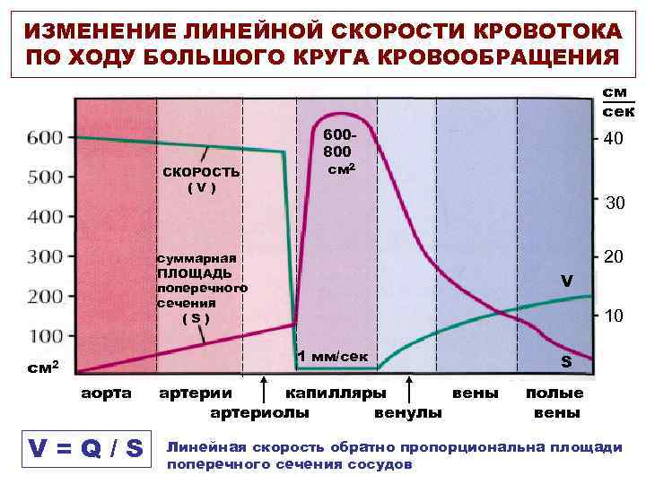 ИЗМЕНЕНИЕ ЛИНЕЙНОЙ СКОРОСТИ КРОВОТОКА ПО ХОДУ БОЛЬШОГО КРУГА КРОВООБРАЩЕНИЯ см сек СКОРОСТЬ (V) 600800