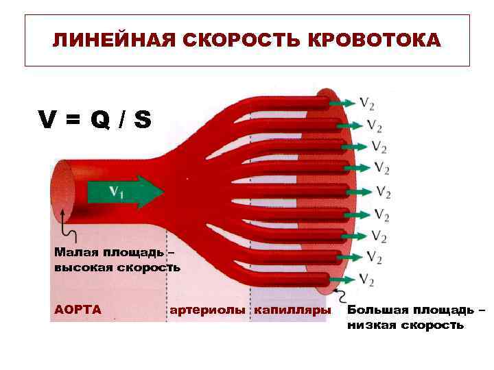 ЛИНЕЙНАЯ СКОРОСТЬ КРОВОТОКА V=Q/S Малая площадь – высокая скорость АОРТА артериолы капилляры Большая площадь