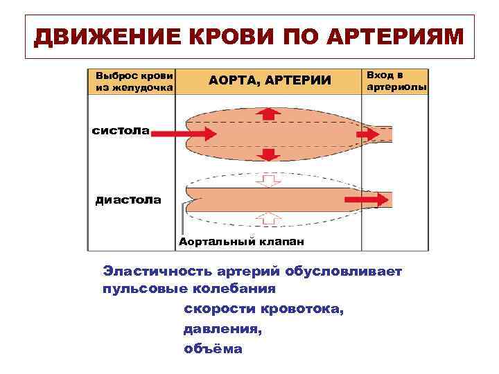 ДВИЖЕНИЕ КРОВИ ПО АРТЕРИЯМ Выброс крови из желудочка АОРТА, АРТЕРИИ Вход в артериолы систола