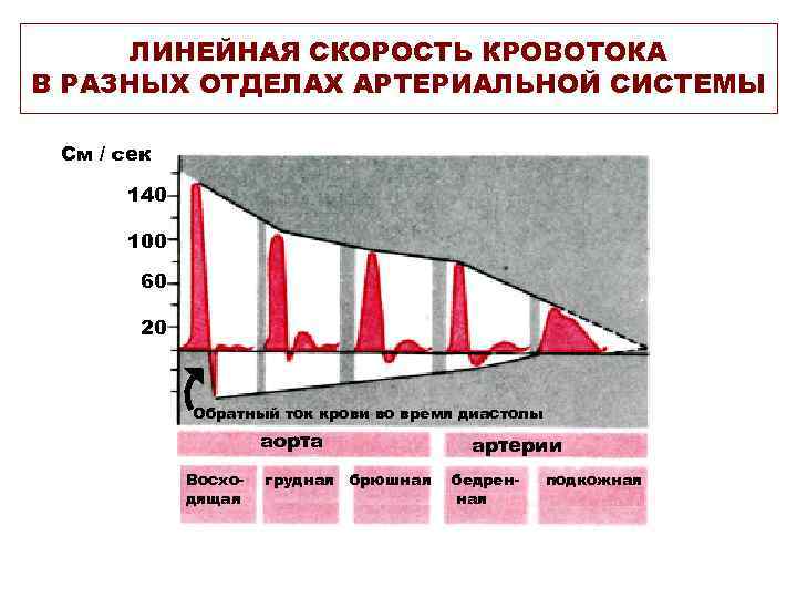 ЛИНЕЙНАЯ СКОРОСТЬ КРОВОТОКА В РАЗНЫХ ОТДЕЛАХ АРТЕРИАЛЬНОЙ СИСТЕМЫ См / сек 140 100 60