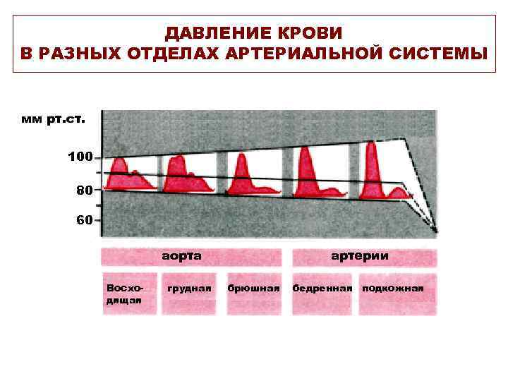 ДАВЛЕНИЕ КРОВИ В РАЗНЫХ ОТДЕЛАХ АРТЕРИАЛЬНОЙ СИСТЕМЫ мм рт. ст. 100 80 60 аорта