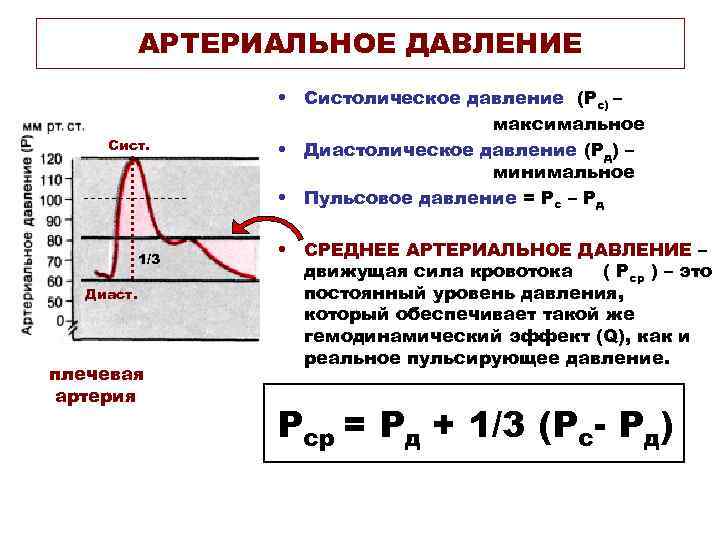 АРТЕРИАЛЬНОЕ ДАВЛЕНИЕ Сист. 1/3 инцизура аорта Диаст. плечевая артерия • Систолическое давление (Рс) –