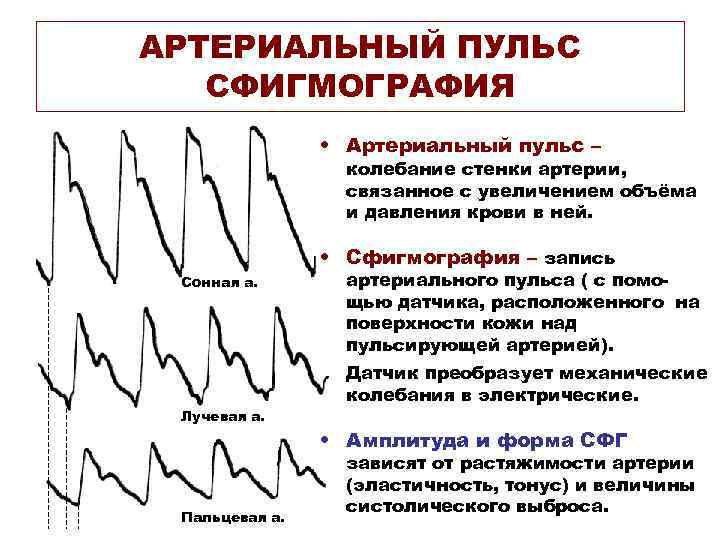 АРТЕРИАЛЬНЫЙ ПУЛЬС СФИГМОГРАФИЯ • Артериальный пульс – колебание стенки артерии, связанное с увеличением объёма