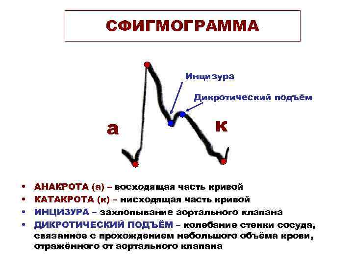 СФИГМОГРАММА Инцизура Дикротический подъём а • • к АНАКРОТА (а) – восходящая часть кривой