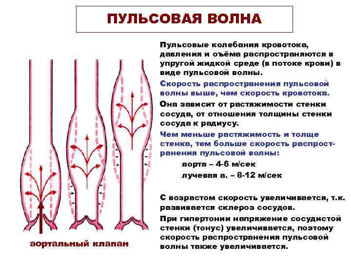 ПУЛЬСОВАЯ ВОЛНА Пульсовые колебания кровотока, давления и оъёма распространяются в упругой жидкой среде (в