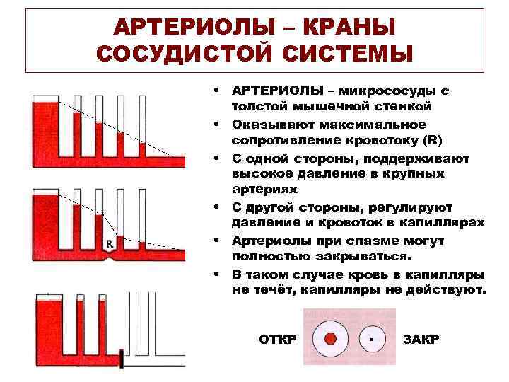 АРТЕРИОЛЫ – КРАНЫ СОСУДИСТОЙ СИСТЕМЫ • АРТЕРИОЛЫ – микрососуды с толстой мышечной стенкой •