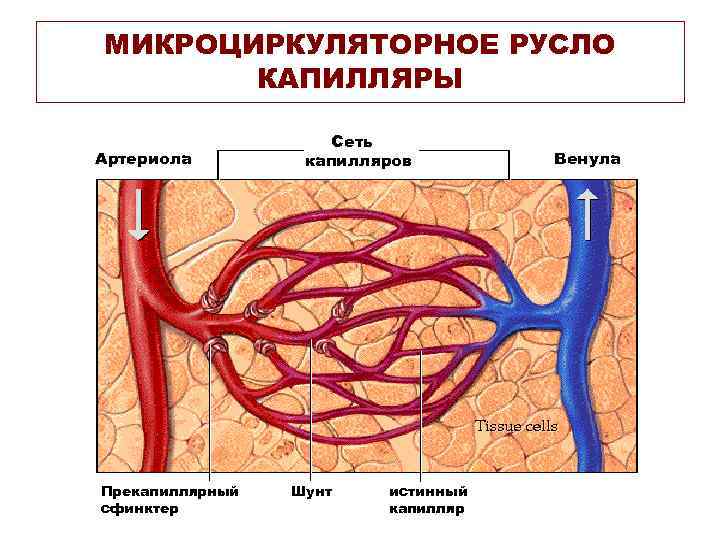 МИКРОЦИРКУЛЯТОРНОЕ РУСЛО КАПИЛЛЯРЫ Артериола Прекапиллярный сфинктер Сеть капилляров Шунт истинный капилляр Венула 