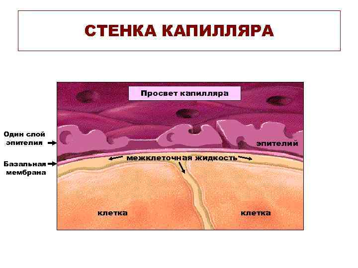 СТЕНКА КАПИЛЛЯРА Просвет капилляра Один слой эпителия Базальная мембрана эпителий межклеточная жидкость клетка 