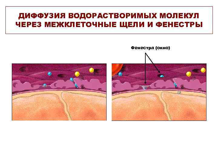 ДИФФУЗИЯ ВОДОРАСТВОРИМЫХ МОЛЕКУЛ ЧЕРЕЗ МЕЖКЛЕТОЧНЫЕ ЩЕЛИ И ФЕНЕСТРЫ Фенестра (окно) 