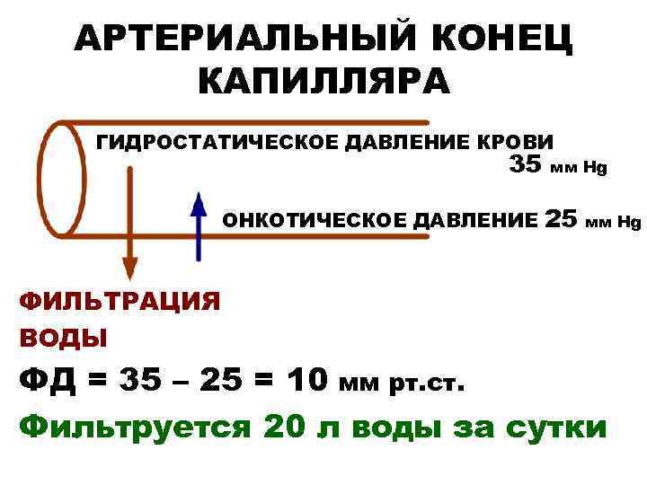 АРТЕРИАЛЬНЫЙ КОНЕЦ КАПИЛЛЯРА ГИДРОСТАТИЧЕСКОЕ ДАВЛЕНИЕ КРОВИ 35 ОНКОТИЧЕСКОЕ ДАВЛЕНИЕ мм Hg 25 мм Hg