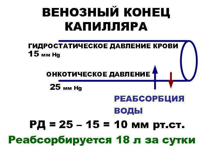 ВЕНОЗНЫЙ КОНЕЦ КАПИЛЛЯРА ГИДРОСТАТИЧЕСКОЕ ДАВЛЕНИЕ КРОВИ 15 мм Hg ОНКОТИЧЕСКОЕ ДАВЛЕНИЕ 25 мм Hg