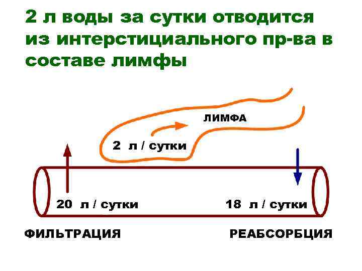 2 л воды за сутки отводится из интерстициального пр-ва в составе лимфы ЛИМФА 2