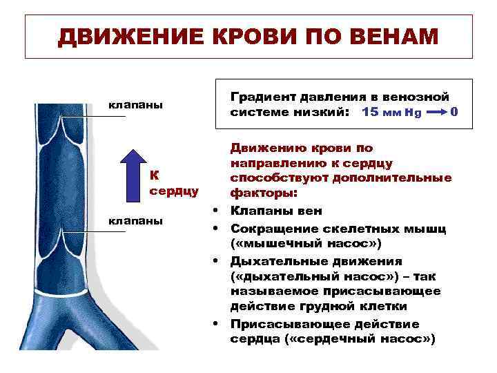 ДВИЖЕНИЕ КРОВИ ПО ВЕНАМ Градиент давления в венозной системе низкий: 15 мм Hg 0